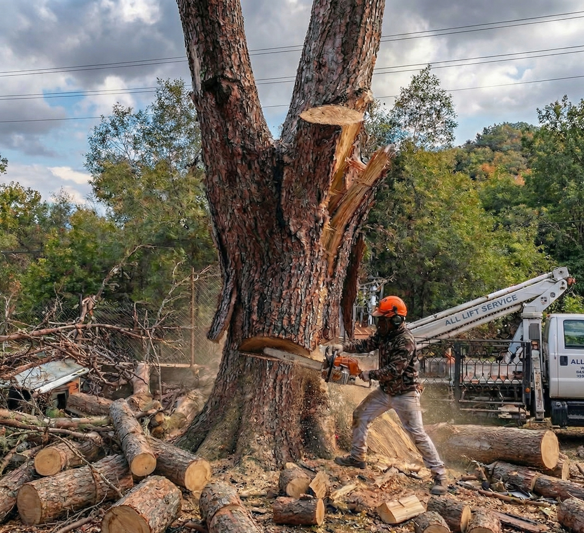 Арборист реже дърво