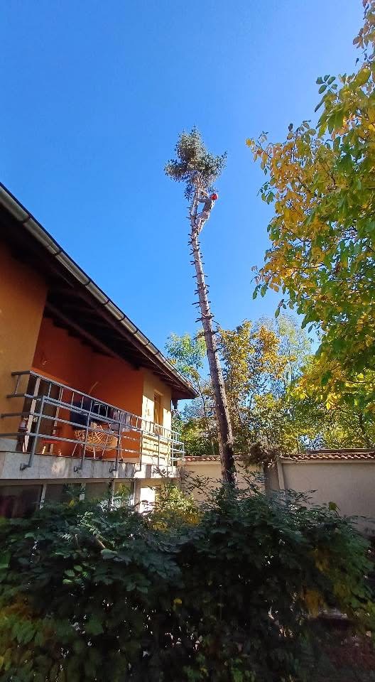 Дърво фасада