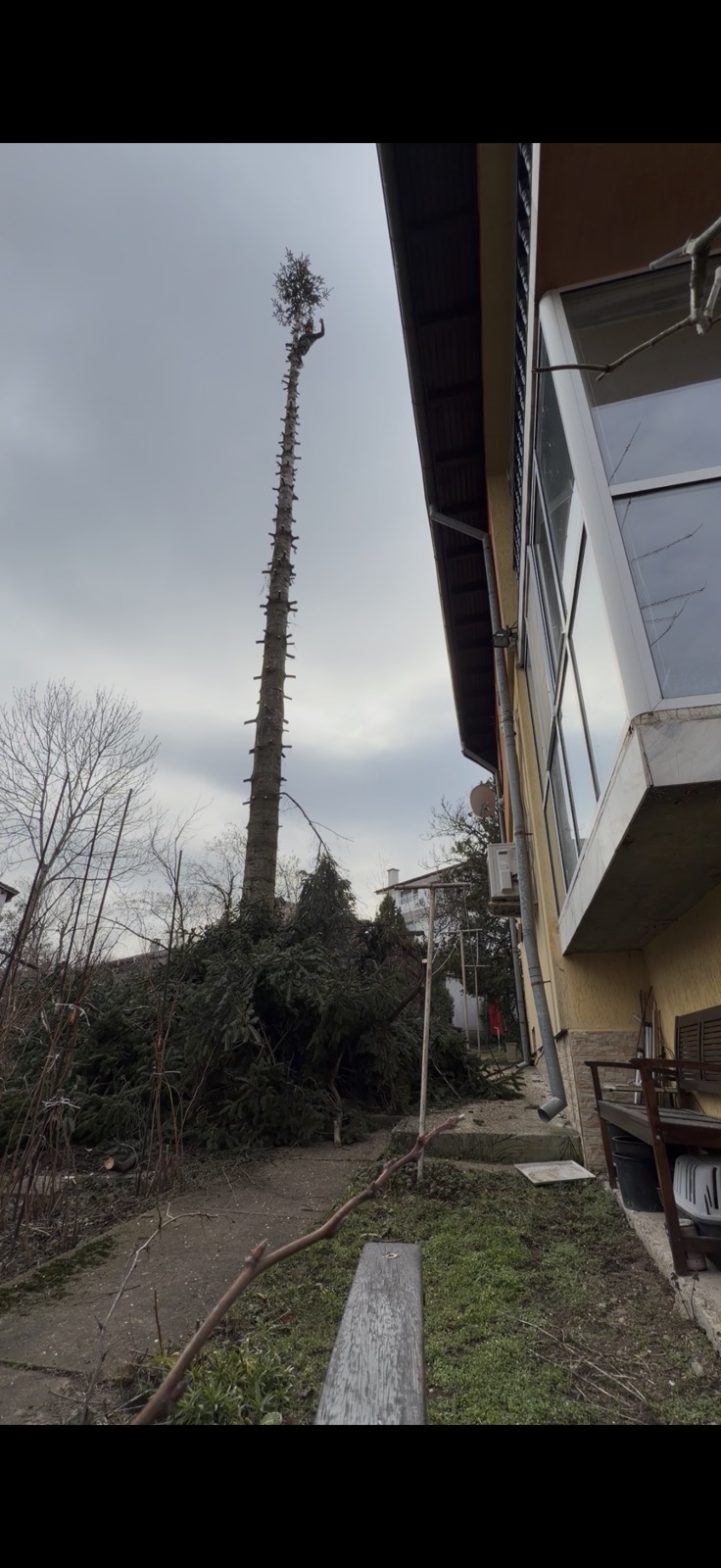 Опасно дърво